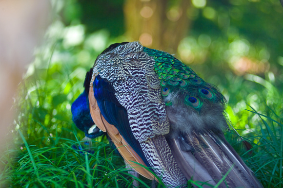 Peacock Plummage