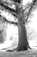 Tree and Monument
