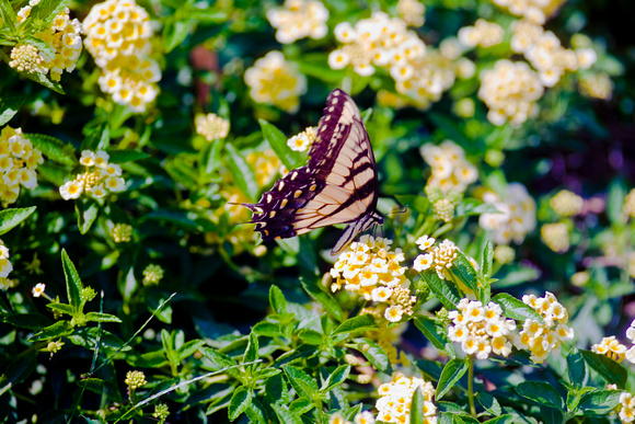 Swallowtail Butterfly and Lantana