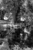 Pond with Cypress Knees