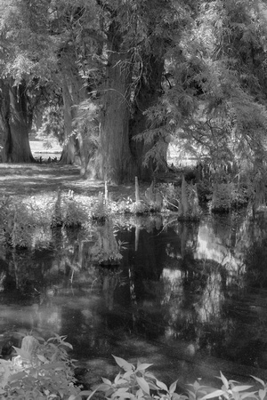 Pond with Cypress Knees