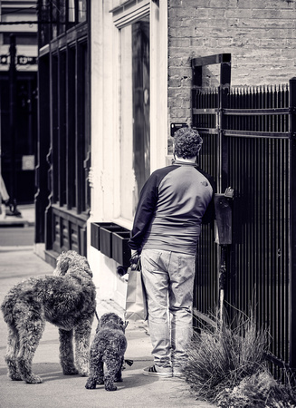 Man and Dogs, Vine Street
