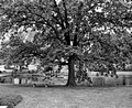 Spring Grove in Black and White