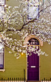 Orchard Street in Bloom in High-Res Digital